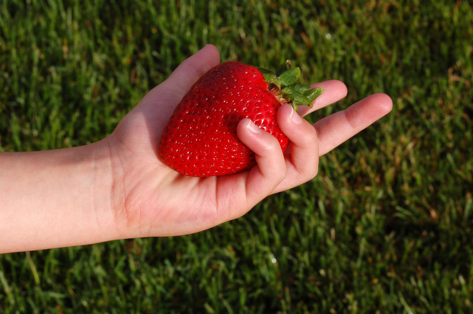 Eine Hand hält eine riesige Erdbeere.