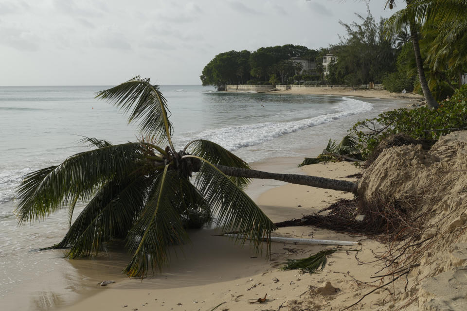 Una palmera caída por el paso del huracán Beryl, el martes 2 de julio de 2024, en St. James, Barbados. (AP Foto/Ricardo Mazalan)