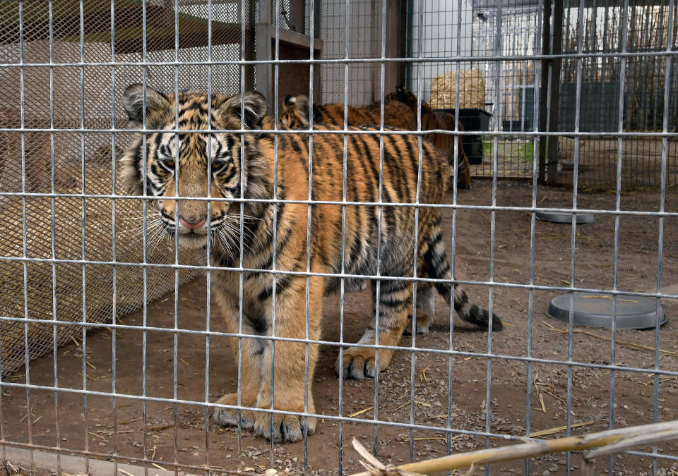 A tiger in an enclosure at the Greater Wynnewood Exotic Animal Park, the zoo formerly owned by Joe Exotic and now run by Jeff Lowe, in February 2019. (Photo: Michael S. Williamson/The Washington Post via Getty Images)