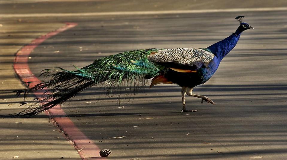 A peacock s struts across the street at the Auburn Creek Apartment complex in Lincoln on Dec. 18, 2003. The birds can be spotted on rooftops, in oak trees and on people’s balconies. Renee C. Byer/Sacramento Bee