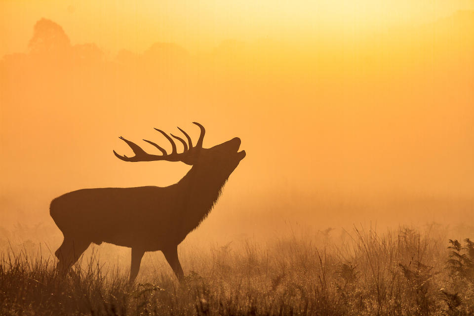 A stag in Richmond Park, London