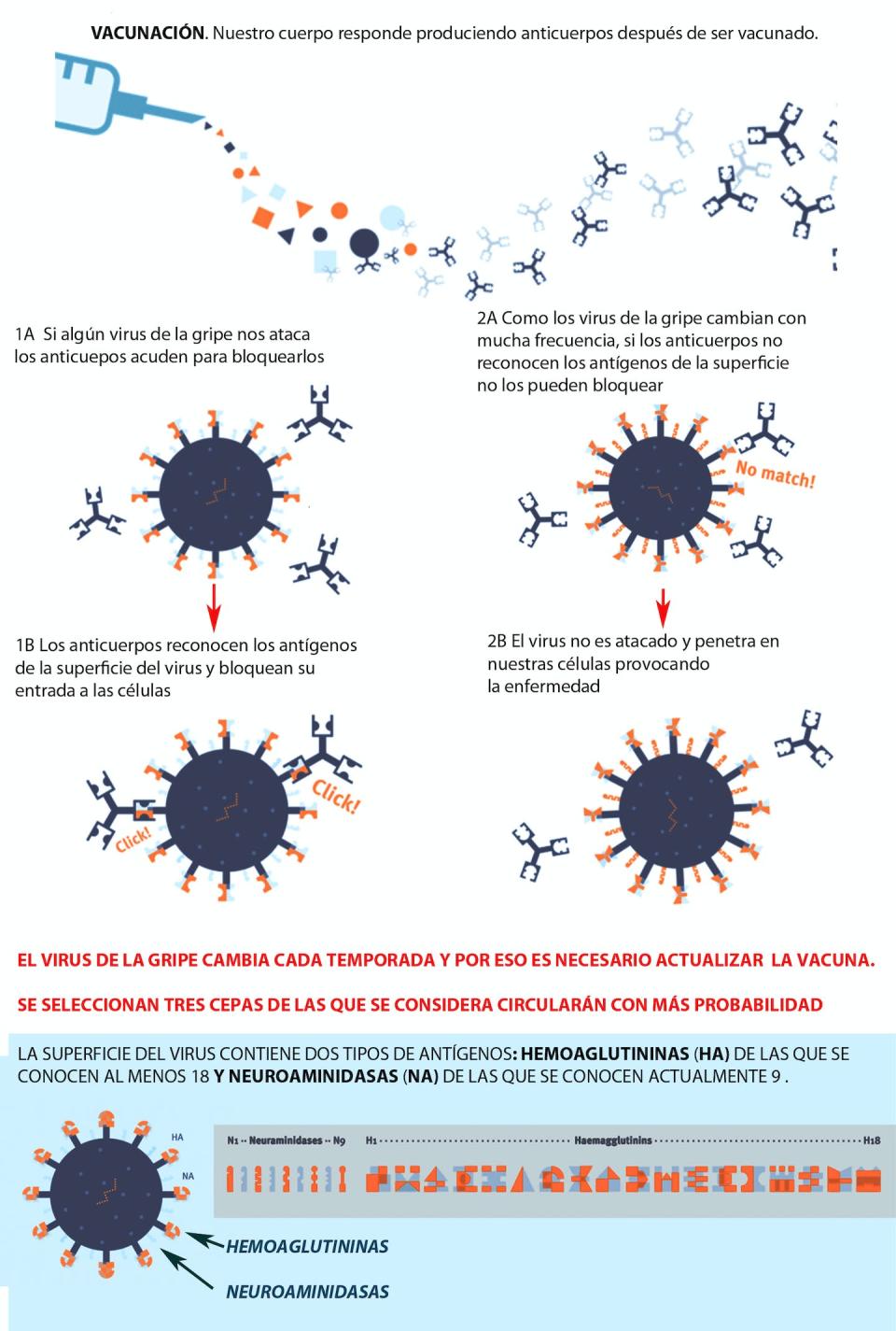 Esquema del virus de la gripe y la necesaria actualización anual de las vacunas. <a href="https://www.ecdc.europa.eu/en/publications-data/why-do-i-need-flu-vaccine-every-year" rel="nofollow noopener" target="_blank" data-ylk="slk:ECDC. Adaptado por Mercedes Jiménez.;elm:context_link;itc:0;sec:content-canvas" class="link ">ECDC. Adaptado por Mercedes Jiménez.</a>