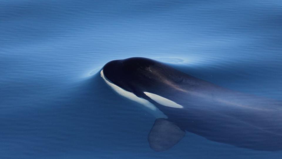 Orca