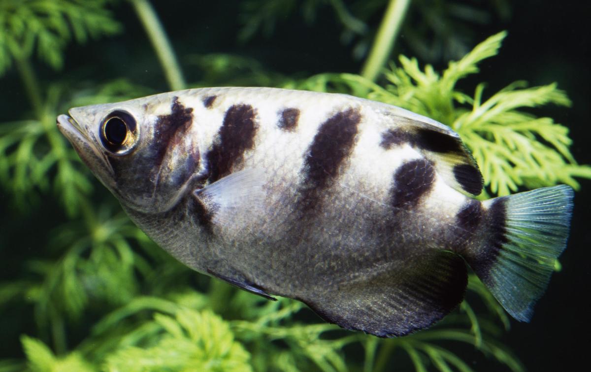 That Fish Recognizes Your Face  A Moment of Science - Indiana