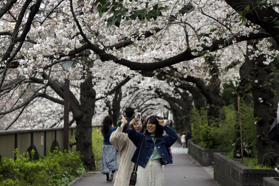 People stop to photograph cherry blossoms Friday, March 27, 2020, in Tokyo. The new coronavirus causes mild or moderate symptoms for most people, but for some, especially older adults and people with existing health problems, it can cause more severe illness or death. (AP Photo/Kiichiro Sato)