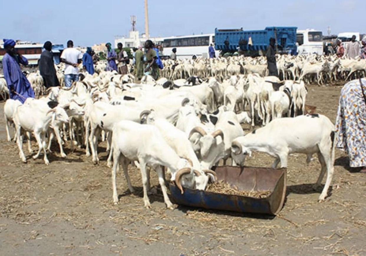 Vue d’un point de vente de moutons à Saint-Louis, Sénégal. Mouhamadou Moustapha Sow, Fourni par l'auteur