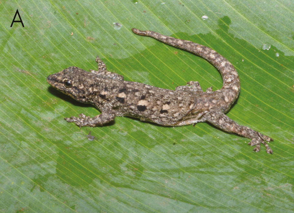 A Lygodactylus karamoja, or Karamoja dwarf gecko, with lighter coloring. Photo from Daniel Hughes
