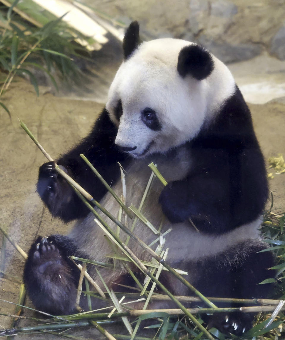 Giant panda Xiang Xiang is seen at a cage during her last viewing day at Ueno Zoo, before she returns to China for good, Sunday, Feb. 19, 2023 in Tokyo, Japan. Xiang Xiang, who was born six years ago, is the first giant panda to be born and raised naturally at the zoo and is being sent back to China for breeding purposes. (Masanori Takei/Kyodo News via AP)