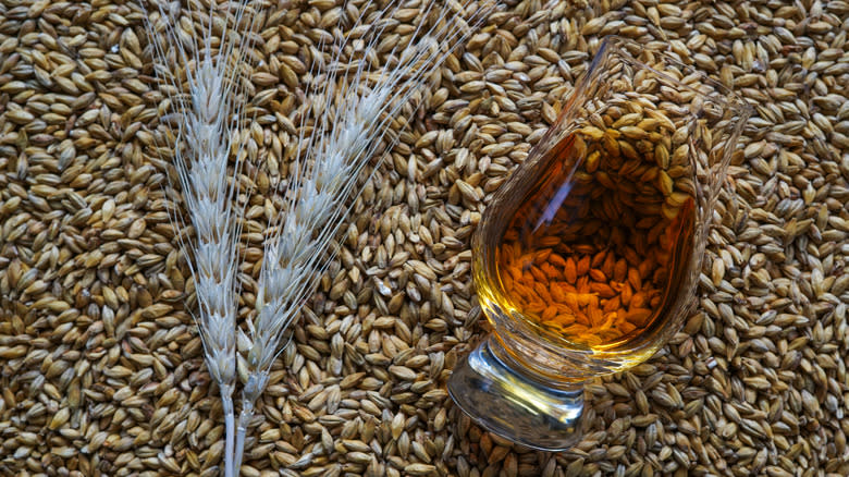 A glass of malted barley scotch lying in barley grains