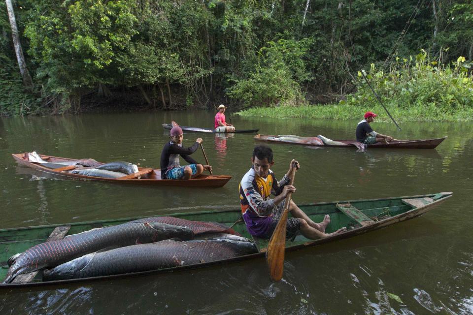 Villagers from the Rumao Island community paddle their canoes loaded with arapaima or pirarucu, the largest freshwater fish species in South America and one of the largest in the world, while fishing in a branch of the Solimoes river, one of the main tributaries of the Amazon, in the Mamiraua nature reserve near Fonte Boa about 600 km (373 miles) west of Manaus, November 24, 2013. Catching the arapaima, a fish that is sought after for its meat and is considered by biologists to be a living fossil, is only allowed once a year by Brazil's environmental protection agency. The minimum size allowed for a fisherman to keep an arapaima is 1.5 meters (4.9 feet). Picture taken November 24, 2013. REUTERS/Bruno Kelly (BRAZIL - Tags: ENVIRONMENT SOCIETY ANIMALS) ATTENTION EDITORS: PICTURE 08 OF 22 FOR PACKAGE 'FISHING FOR BRAZIL'S FOSSILS'. TO FIND ALL IMAGES SEARCH 'ARAPAIMA KELLY'