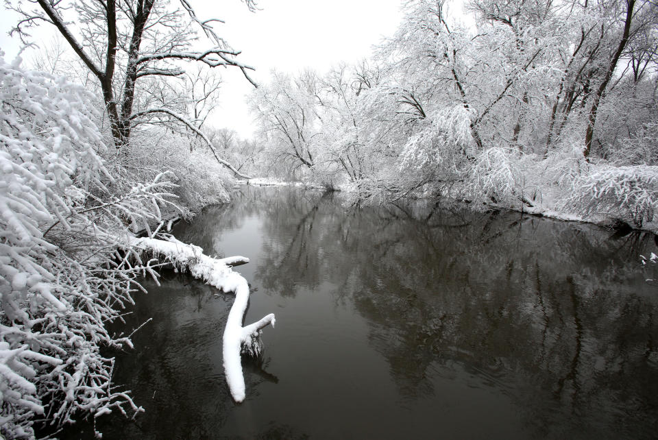 Fresh snow coats trees along Salt Creek at Fullersburg Woods in Oak Brook, Ill., after a winter storm on Wednesday, March 12, 2014. (AP Photo/Daily Herald, Daniel White) MANDATORY CREDIT, MAGS OUT, TV OUT