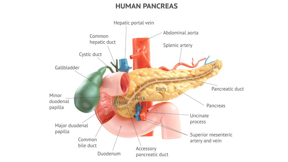 Anatomically accurate illustration of human pancreas with gallbladder, duodenum and blood vessels. 3d rendering with properly placed text captions of all anatomical parts.