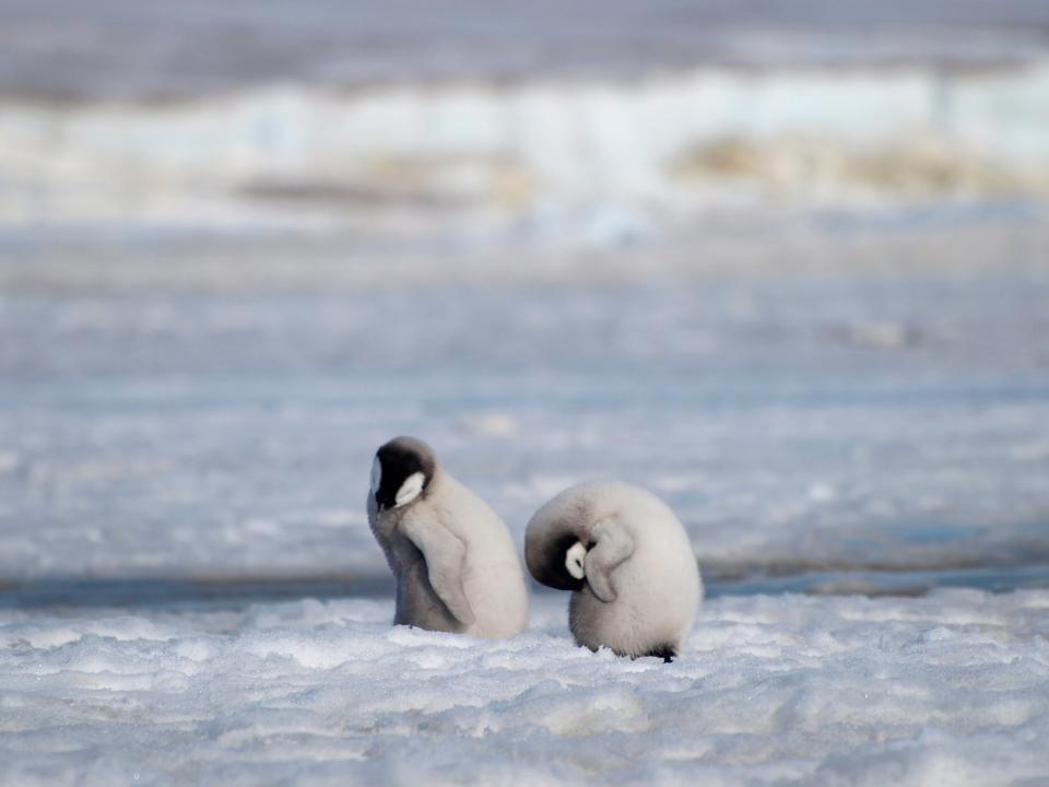 This 2010 photo provided by the British Antarctic Survey shows emperor penguin chicks at Antarctica's Halley Bay. (AP)