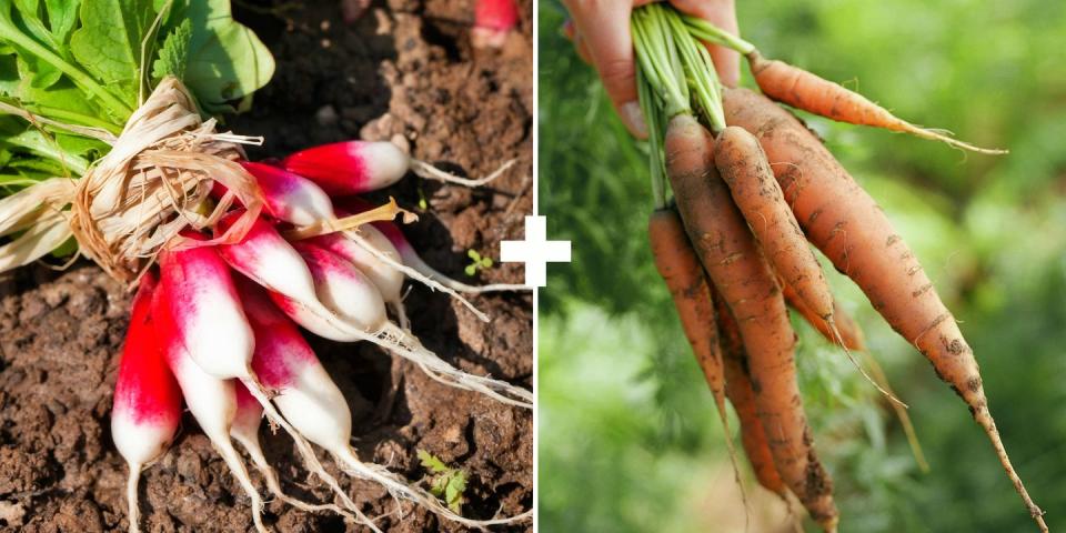 <p>These two plants take up nutrients from different places in the soil so they aren't competing for resources. Radishes mature quickly and don't grow as deeply as carrots, which have a long tap root and take more days to mature, says Maloney.</p>