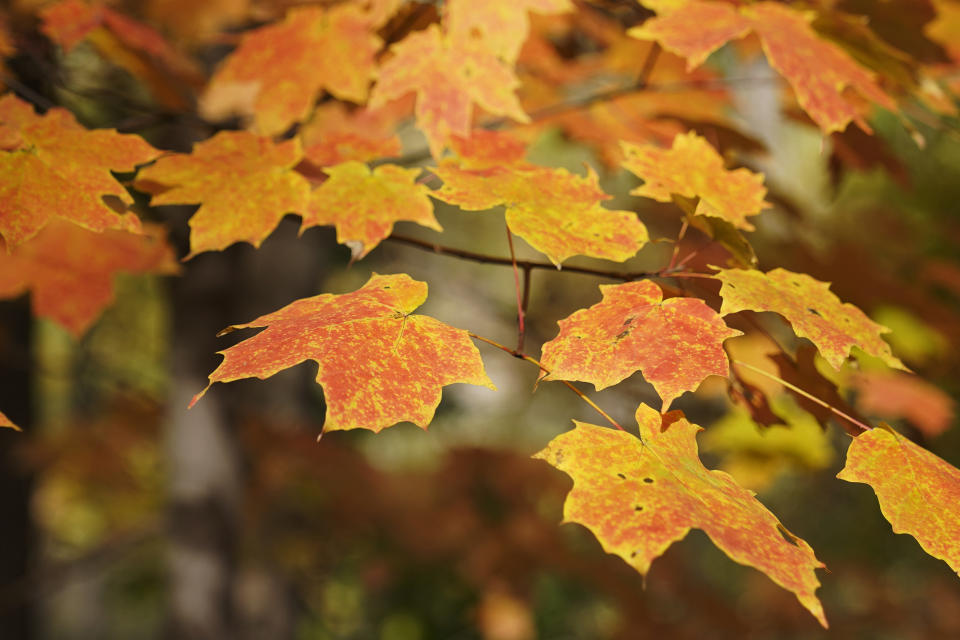 FILE- Fall foliage is on display Wednesday, Oct. 18, 2023, in Cuyahoga Valley National Park in Northfield, Ohio. (AP Photo/Sue Ogrocki, File)