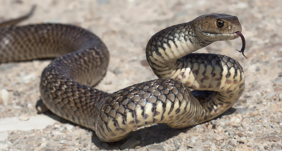 Second most venomous species of land snake in world, a Eastern Brown Snake.