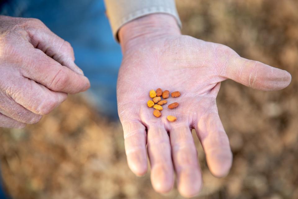 Terry Button, co-owner of Ramona Farms, holds tepary beans, or bafv, that the farm grows in Sacaton in Gila River Indian Community on December 9, 2021.