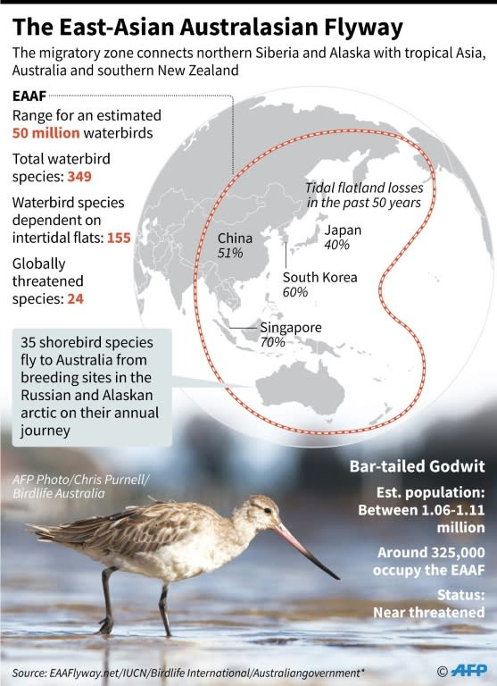 A bird migration zone links Siberia with tropical Asia and Australia for waterbirds including the Godwit whose flying skills have been compared to the new self-flying glider which uses machine learning