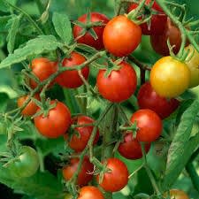 Nothing compares to a freshly picked, sun-ripened tomato from your vegetable garden plot or the container on your porch.