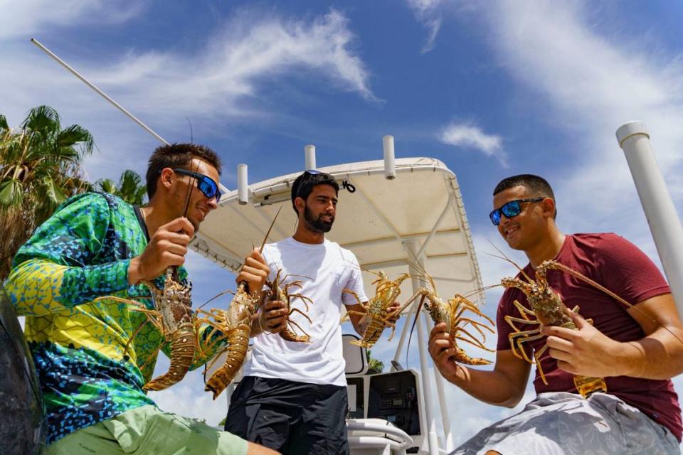 Marlon Gonzalez, Alex Lage, and Darien Gonzalez hold up their catch after pulling the boat out of the water during the extra day of lobster miniseason on Sunday, July 14, 2024, at Black Point Marina in Homestead, Fla.