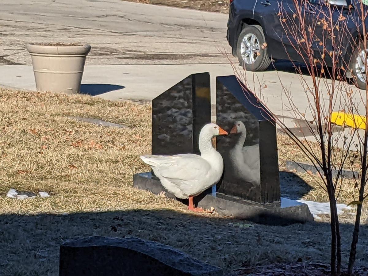 How an eye-catching personal ad helped two widowed Iowa geese find new love in a cemetery