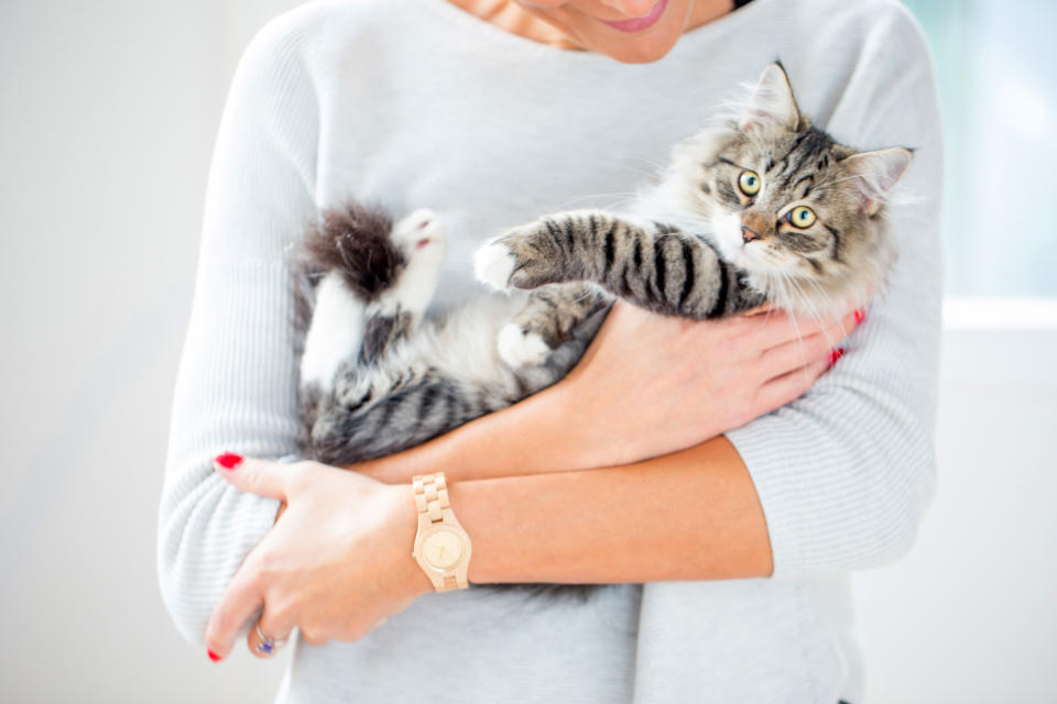 the-best-cat-breeds-for-people-with-allergies