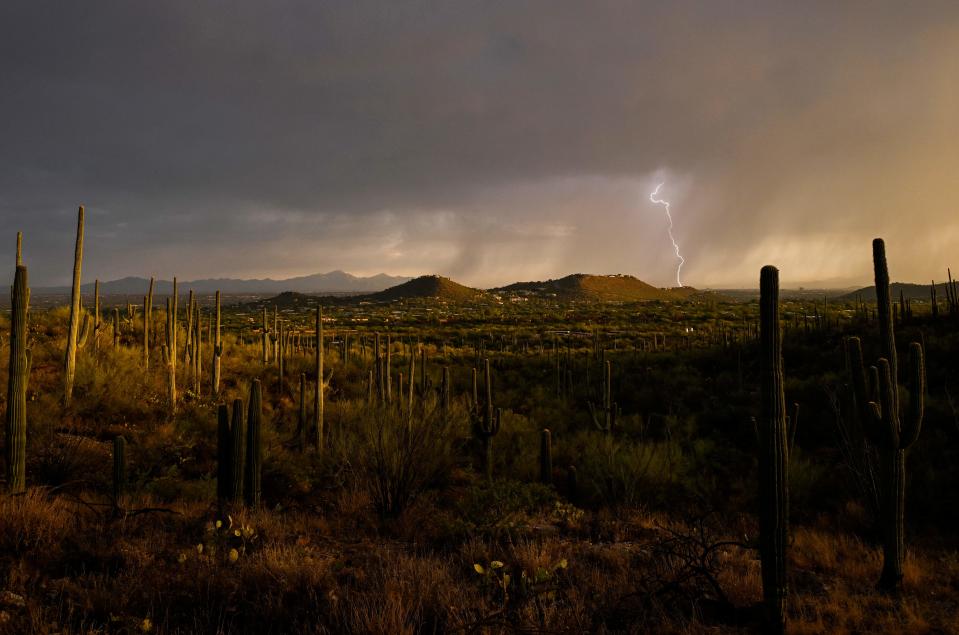 Lightning strikes in the distance as a storm passes over a field and Saguaro cacti are visible in the foreground in Tucson, Arizona, July 28, 2023. (Photo by ANDREW CABALLERO-REYNOLDS / AFP) (Photo by ANDREW CABALLERO-REYNOLDS/AFP via Getty Images)