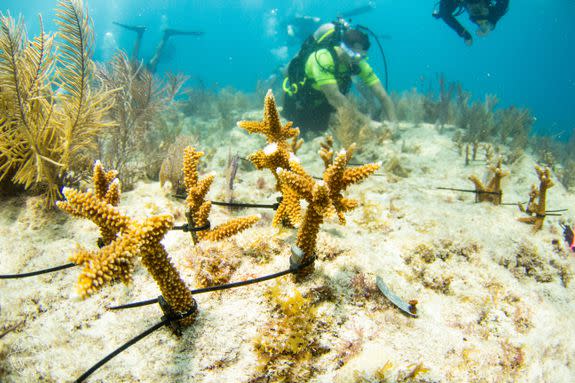 Mote scientists and volunteers planted 500 Staghorn Coral on Hope Reef on June 27, 2017, a few months before Irma hit.