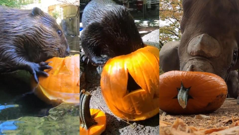 a collage of a beaver, otter, and rhino eating pumpkins at the Oregon Zoo