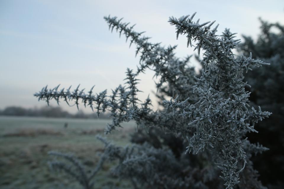 LONDON, ENGLAND - DECEMBER 12: The early morning frost clings to plants in Regents Park on December 12, 2012 in London, England. Forecasters have warned that the UK could experience the coldest day of the year so far today, with temperatures dropping as low as -14C, bringing widespread ice, harsh frosts and freezing fog. Travel disruption is expected with warnings for heavy snow in some parts of the country. (Photo by Dan Kitwood/Getty Images)