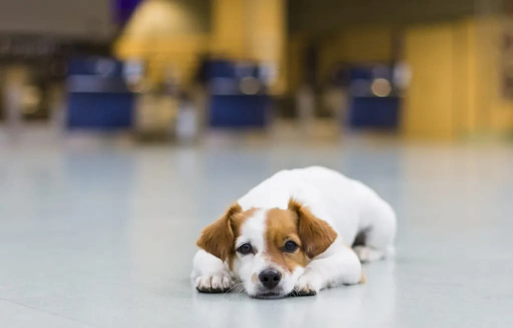 missing dog lying on floor at airport