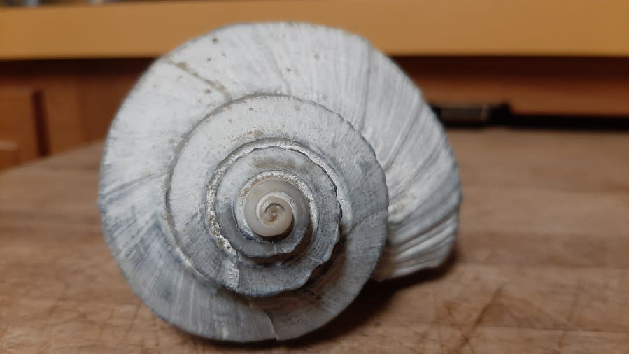 The Fibonacci sequence in action: a channeled whelk