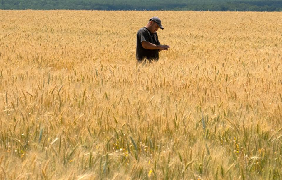 Farmer Oleksandr Zhuravsky checks the wheat in a field in Donetsk region, Ukraine, Tuesday, June 21, 2022.