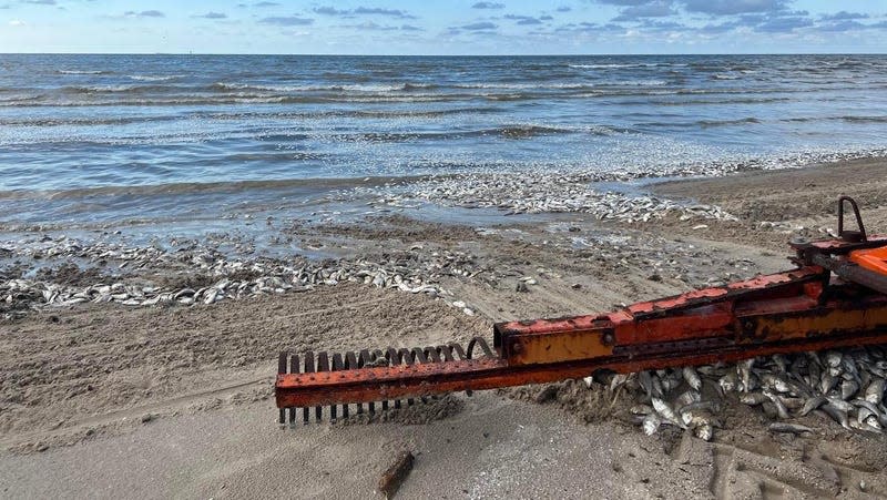 Dead fish washing to shore in Quintana Beach County Park on June 10, 2023