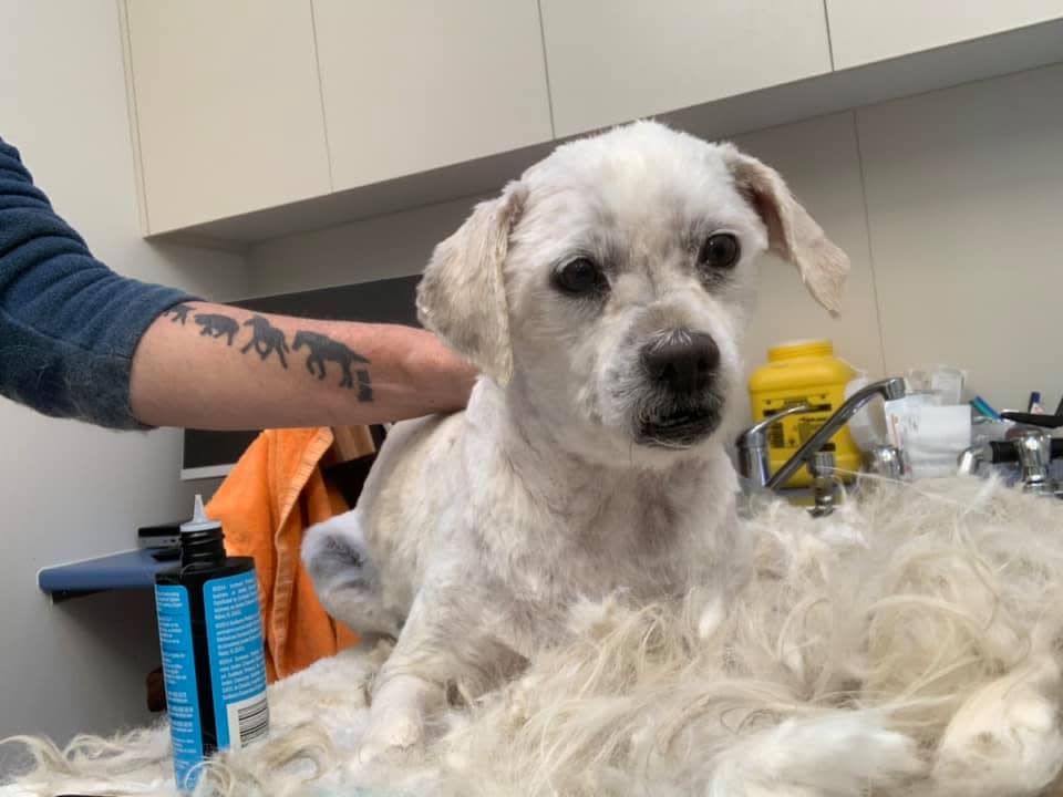 Tylo has been shaved and is sitting behind a pile of his hair. 