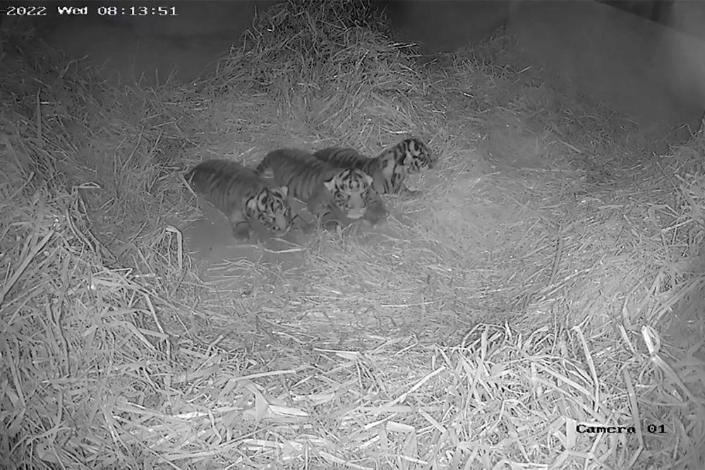 Tiger triplets born at Columbus Zoo