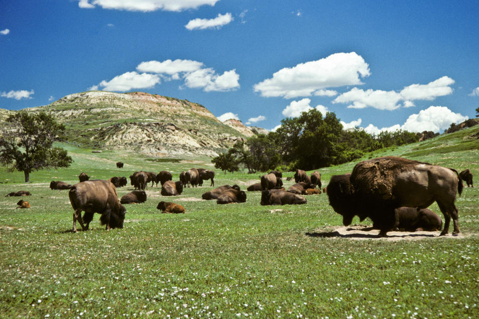 Various bison graze on a flat grassy area. Perfectly spaced white clouds dot a clear afternoon sky.