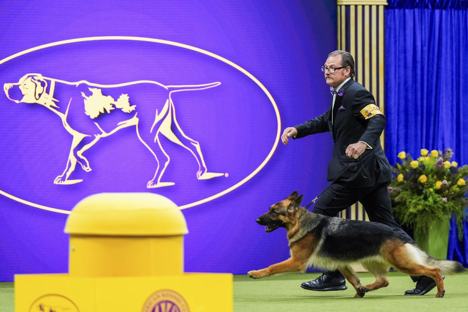 Mercedes, a German shepherd, takes part in the best in show competition at the 148th Westminster Kennel Club dog show Tuesday, May 14, 2024, at the USTA Billie Jean King National Tennis Center in New York. (AP Photo/Julia Nikhinson)