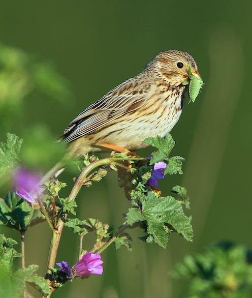 <span class="caption">Farmland birds like the corn bunting have seen their numbers plummet since 1980.</span> <span class="attribution"><span class="source">Aurélien Audevard</span>, <span class="license">Author provided</span></span>