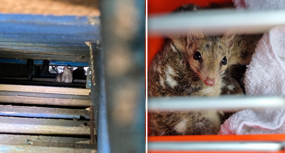 Left - a blurry shot of the quoll in the warehouse. Right - a closeup of the quoll in a cage.