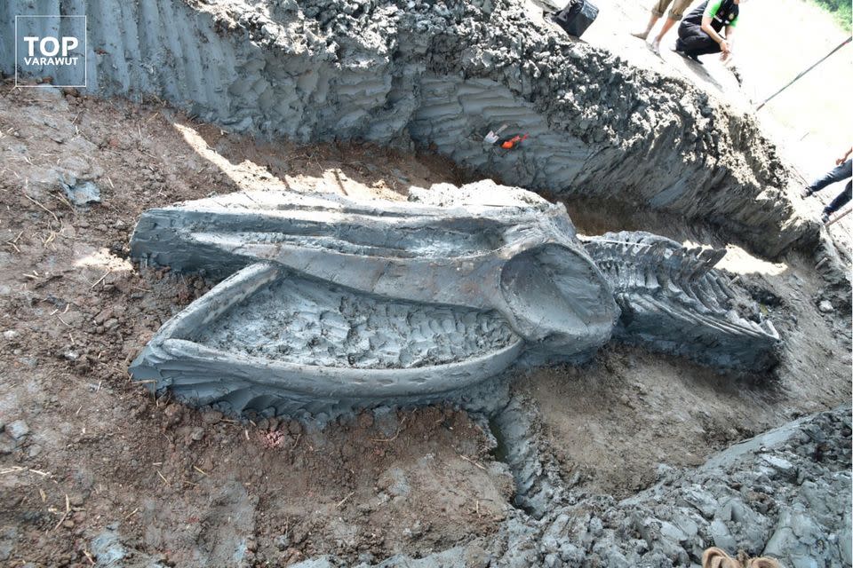 Ancient whale skeleton found in Thailand (FACEBOOK.COM/TOPVARAWUT)