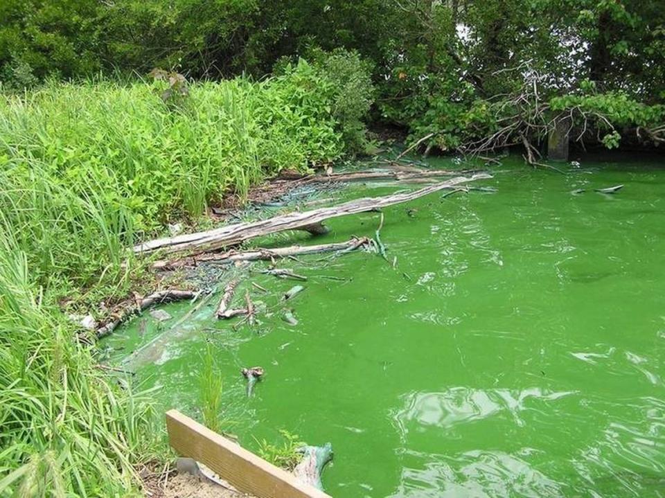 This is an example of a pond covered in the toxic blue-green algae in Charlotte, N.C. The algae is fed by sunlight and nutrients and can make people and animals sick.