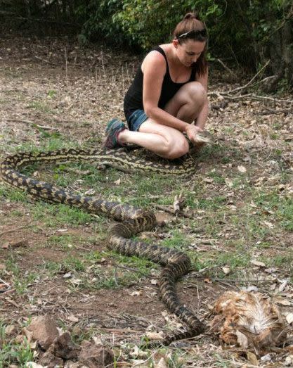 The snake returned to a property where it was spotted last week. Source: David Barwell