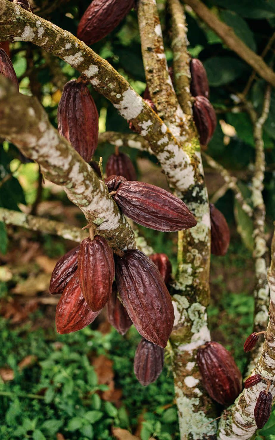 Cocoa pods grow straight from the trunk and branches of the tree   - Credit: Ben Quinton