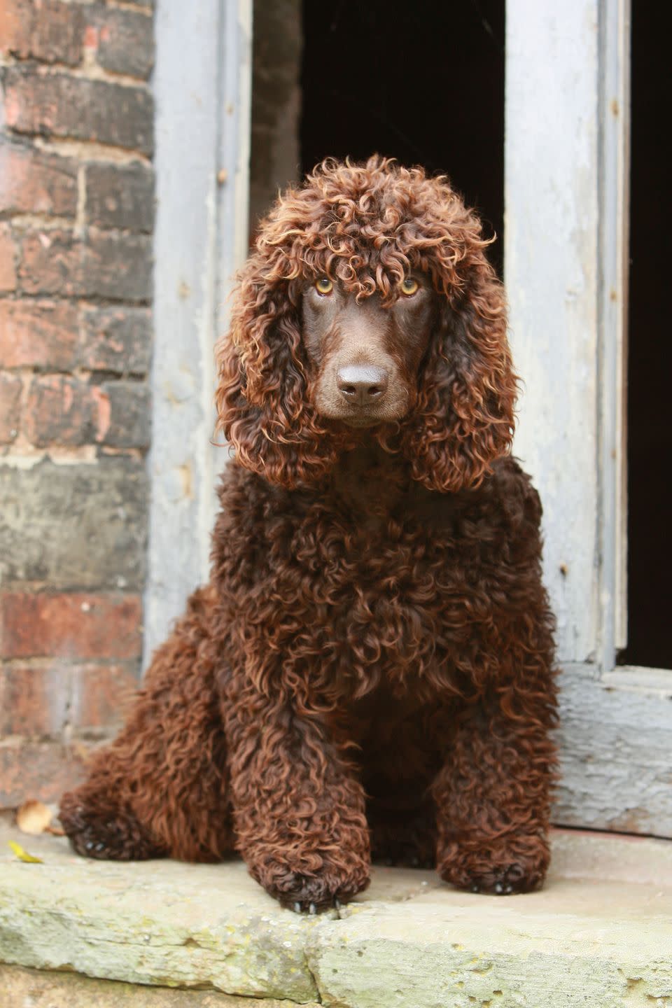 irish water spaniel