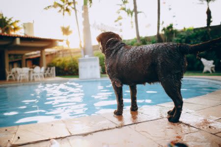 pet-friendly hotels