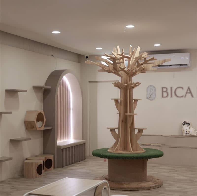 知名網紅咖啡店「BICA BICA享貓咖啡廳」涉虐貓。（圖／翻攝自instagram）