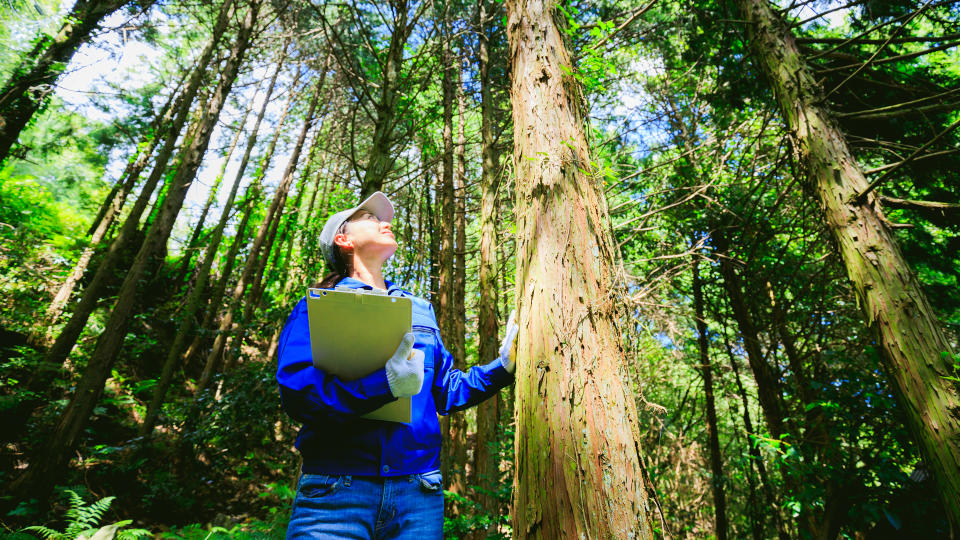 Asian women working with forestry.