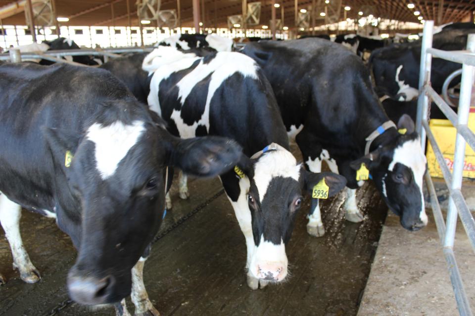 Dairy cattle herds in Texas, Michigan, Kansas, New Mexico, North Carolina, Ohio, South Dakota and Idaho all have tested positive for highly pathogenic avian influenza, a form of H5N1. An infected dairy cow in Texas caused one person to catch H5N1 in March.