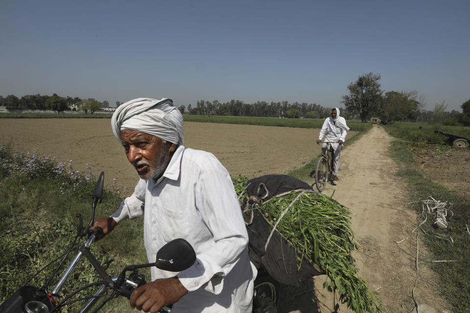 Indian farmer Dilbagh Singh returns homewards after harvesting fresh peas from his farm in village Samrodha, in the northern Indian state of Haryana Friday, March 5, 2021. Saturday marks 100 days of the ongoing farmer protests against the contentious new agricultural reform laws which have led tens of thousands of farmers to blockade key highways leading to the capital. Multiple rounds of talks have failed to produce any breakthrough on the farmers' key demand to revoke the legislation. (AP Photo/Manish Swarup)